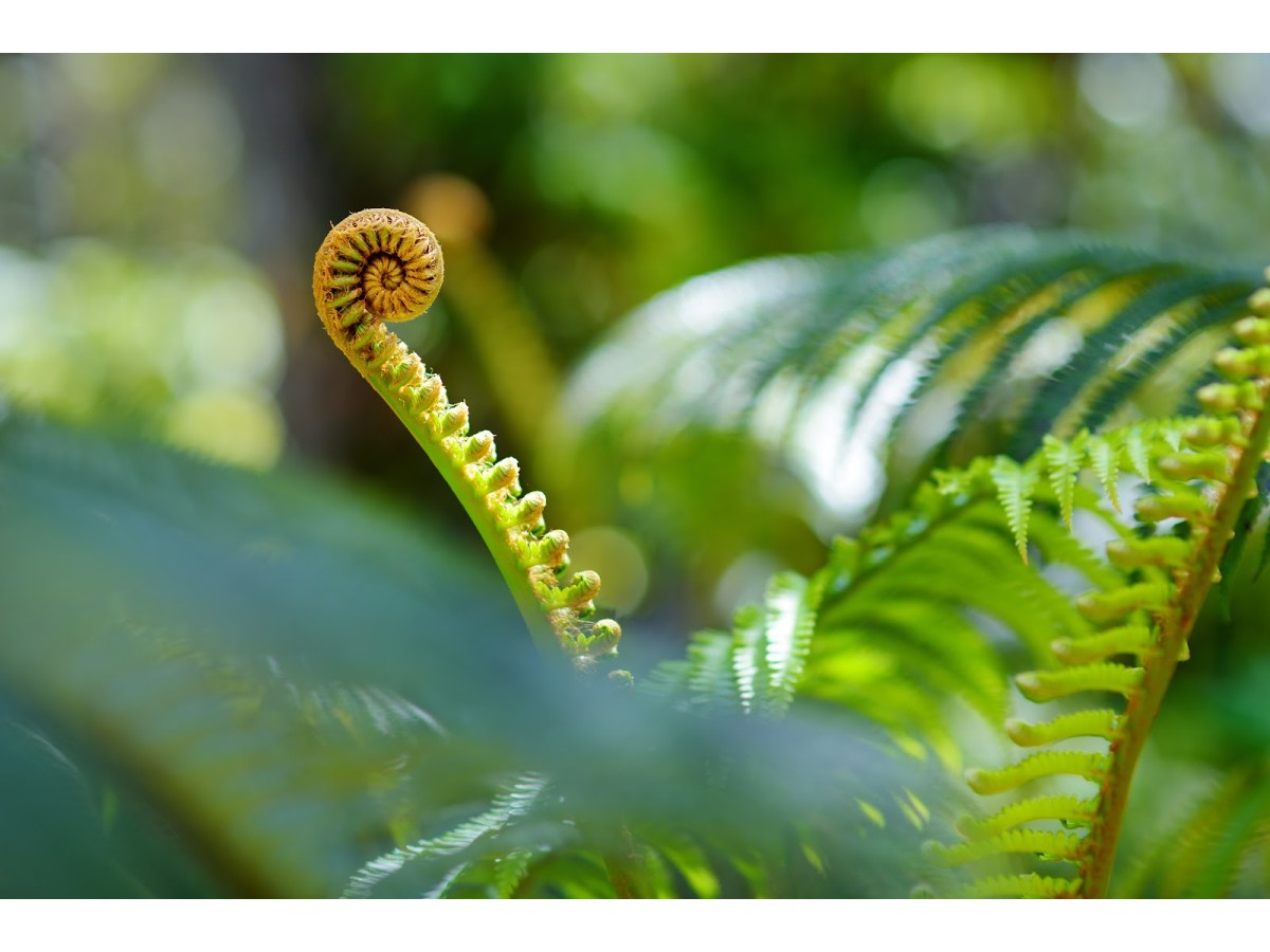 AN ENTANGLEMENT by Peter&nbsp;Cowlam