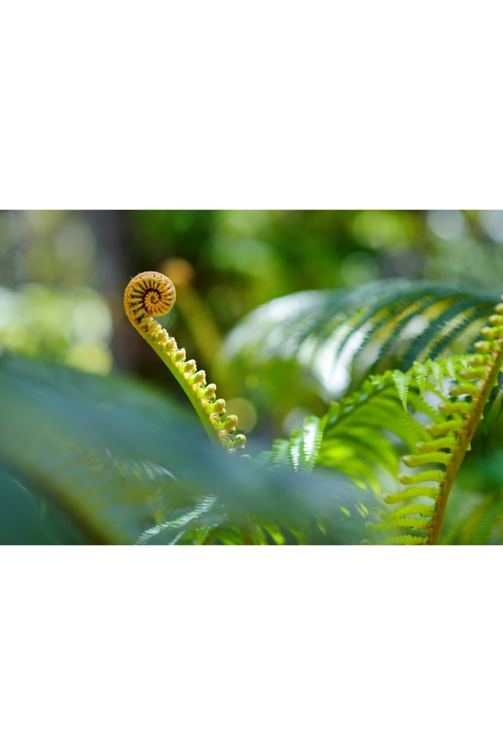 Unfurling fern, green, vivid...